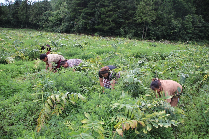 村民采集中药材。