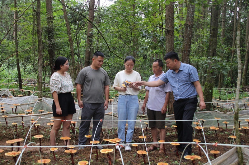 范琳琳指导植户采用科学、规范的种植手段和管理方法,切实提高灵芝产量。
