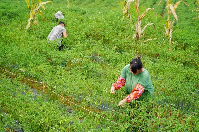 在岑巩县大有镇腊恰畈村辣椒种植基地，村民们在采摘辣椒。