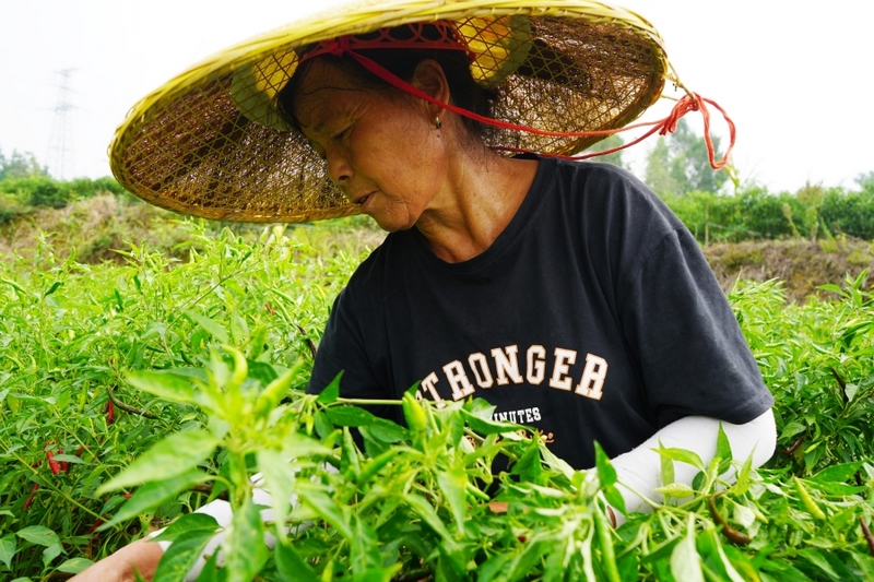 在岑巩县大有镇腊恰畈村辣椒种植基地，村民杨秀琼在采摘辣椒。