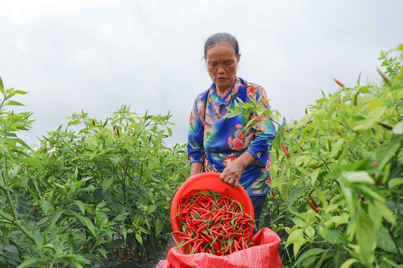 村民將採摘好的朝天椒裝袋。