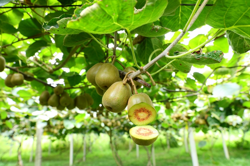 2023年8月23日，貴州省劍河縣南明鎮大洋村獼猴桃種植基地，成熟的獼猴桃挂滿枝頭。