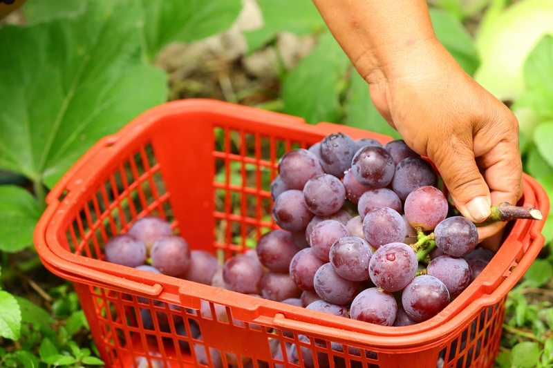 2023年8月23日，貴州省劍河縣南明鎮大洋村葡萄種植園，剛摘好的葡萄。