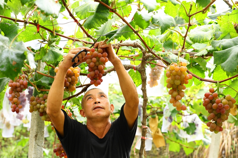 2023年8月23日，貴州省劍河縣南明鎮大洋村葡萄種植園，農民在採摘葡萄。