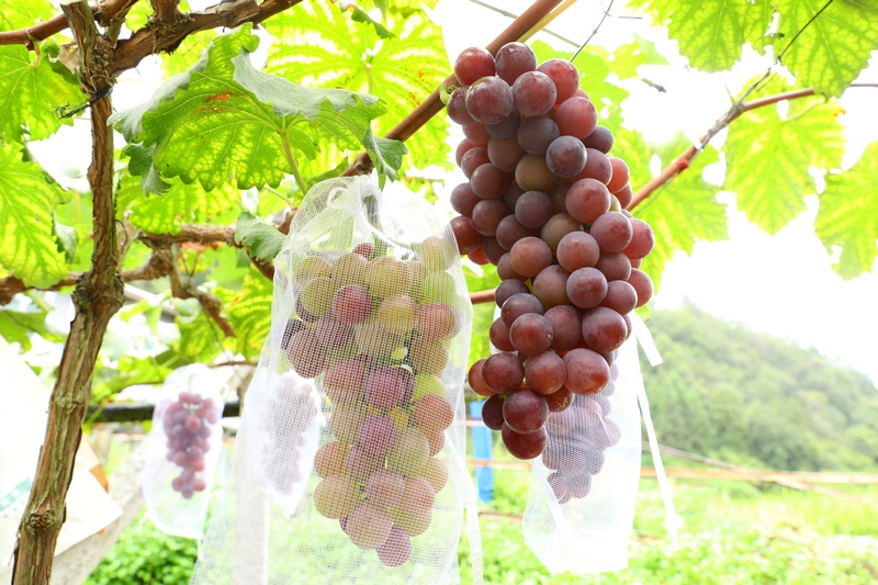 2023年8月23日拍攝的貴州省劍河縣南明鎮大洋村葡萄種植基地的葡萄。