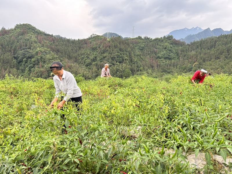 8月25日3位村民正在红丝乡先进村土垒采摘辣椒。