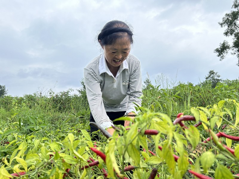 8月25日 村民正在红丝乡先进村土垒采摘辣椒。