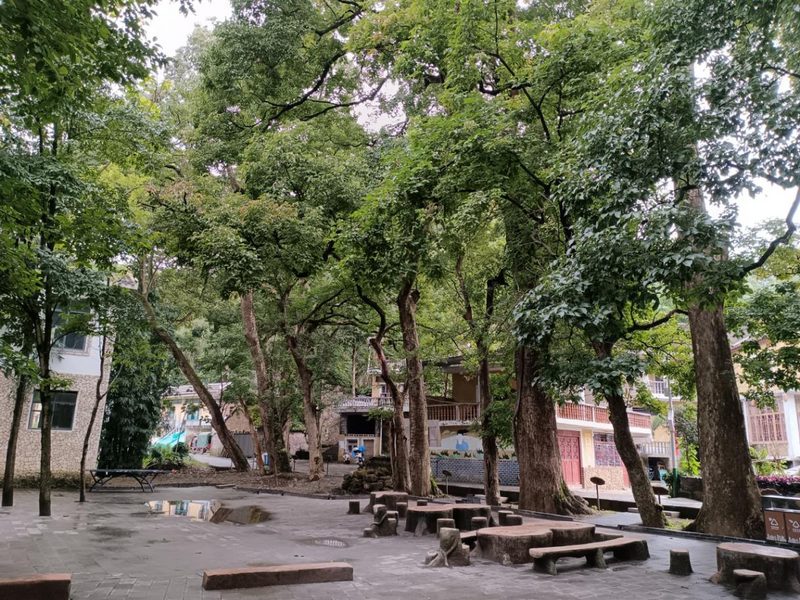 高大虬劲的重阳树。