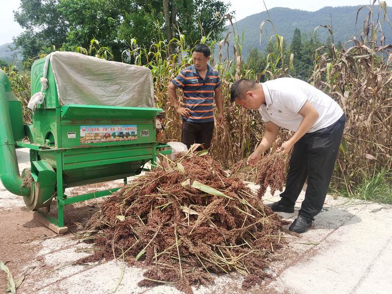 四坪村种植大户正在收割高粱.jpg