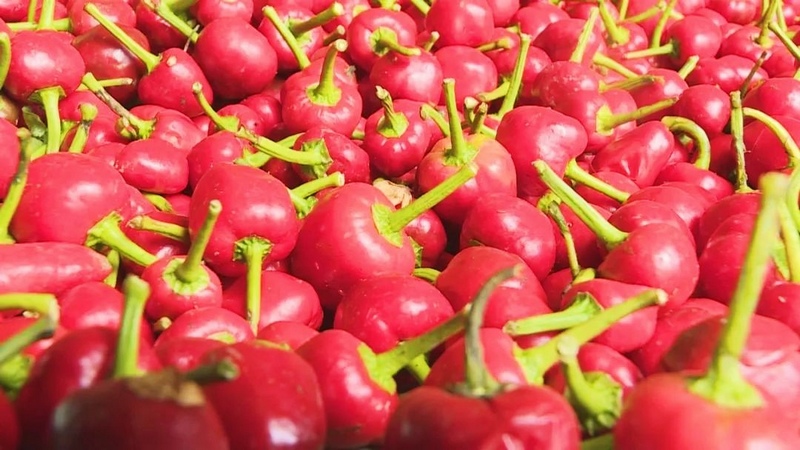 2023年8月22日，纳雍县农产品交易中心，成堆的草莓椒。王晓靖摄.jpg