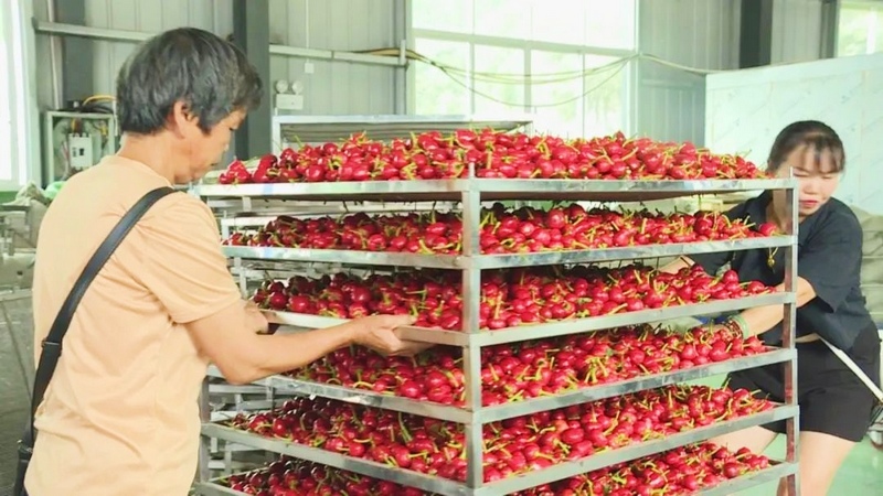 2023年8月22日，纳雍县农产品交易中心，工人把分拣好的辣椒推去烘干房。王晓靖摄.jpg