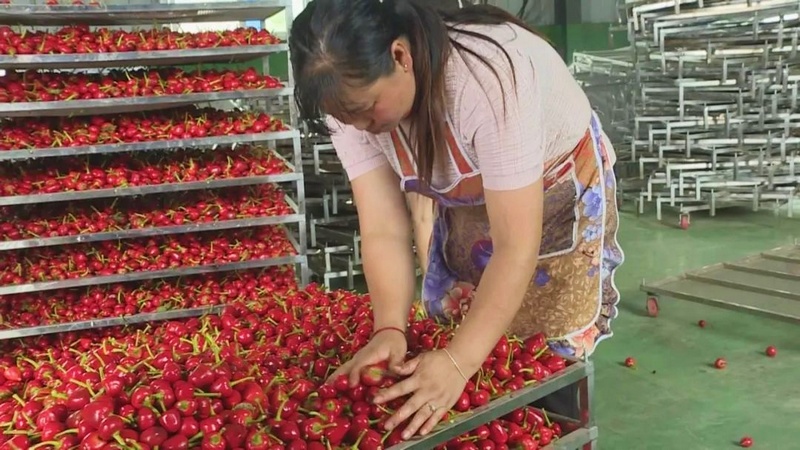 2023年8月22日，纳雍县农产品交易中心，工人将草莓椒装框。王晓靖摄.jpg