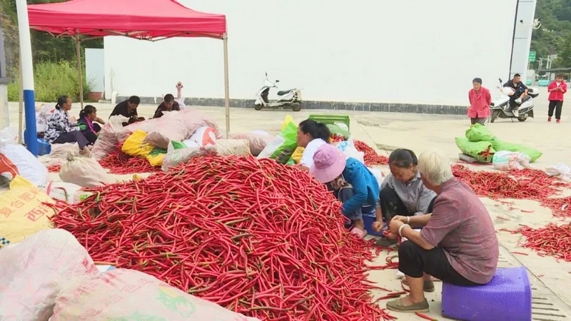 2023年8月22日，纳雍县农产品交易中心，工人在分拣辣椒。王晓靖摄.jpg