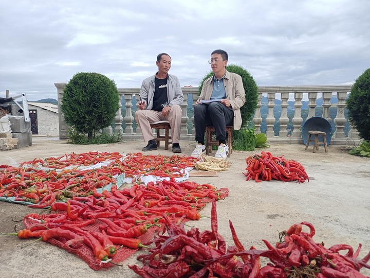 威宁县黑土河镇坪山村辣椒丰收，图为税务驻村第一书记进户了解产量帮助联系销路。张泉辉摄