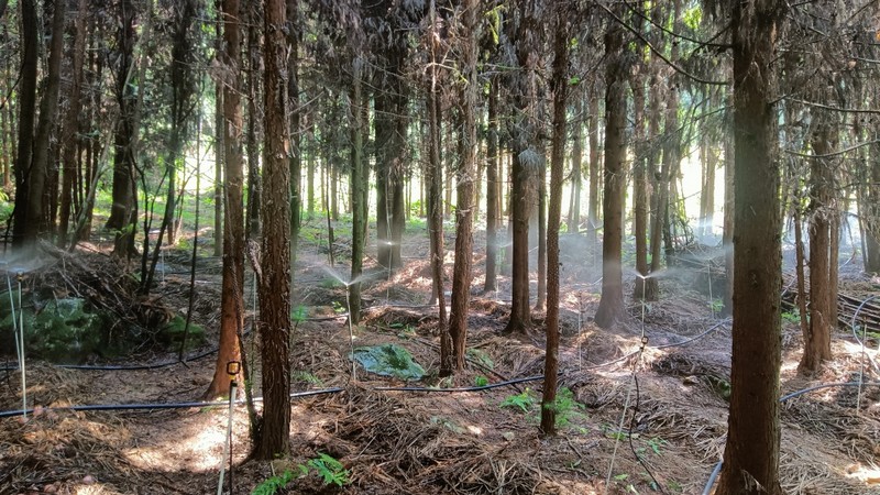 红托竹荪基地 姜继恒 摄.jpg