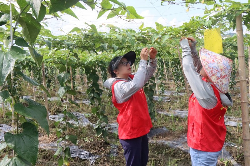 该社区党总支组成的志愿服务队和基地务工人员，共同在罗汉果种植基地进行点花授粉工作。