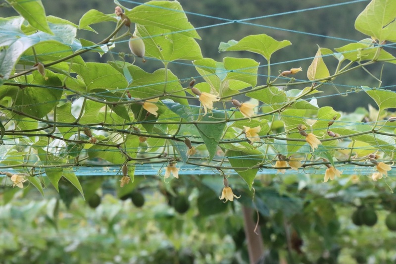 一株株罗汉果藤蔓已经攀爬上棚网铺展开花，郁郁葱葱的枝叶上，金黄色的小花随风摆动。