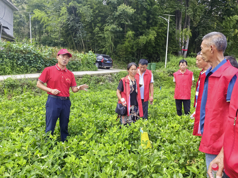 黎仕斌给农户讲解珍珠花生种植技术及相关注意事项。