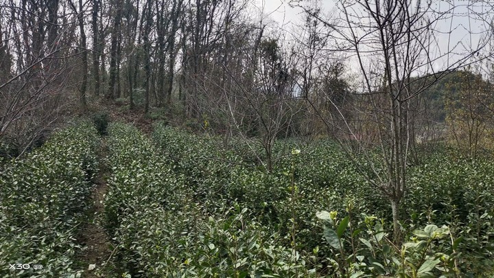 圖為茶場種植基地。