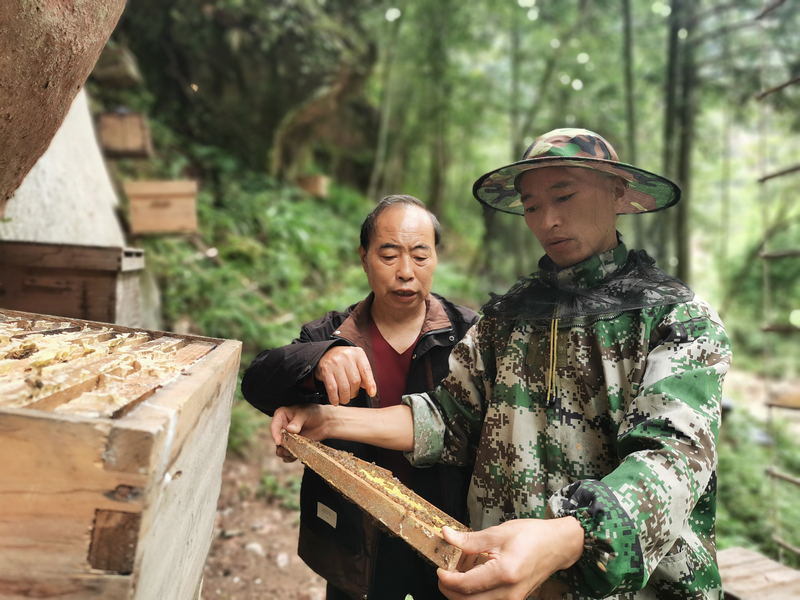 观察蜜蜂状态。
