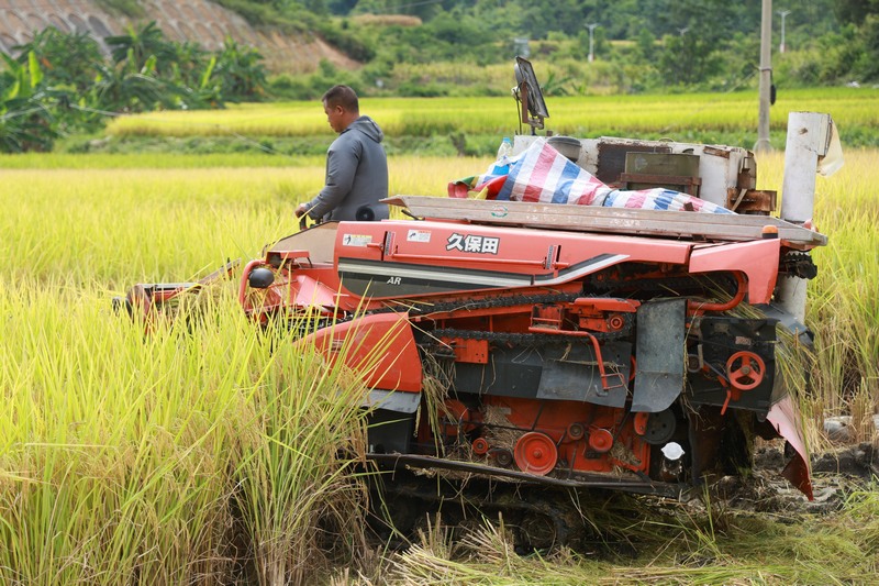 收割机在田间收割水稻.jpg