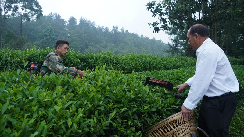 茶农正在加紧采收夏秋茶.JPG