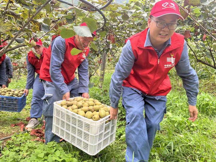4、在六盘水市水城区猴场乡猴场村的猕猴桃种植基地里,南方电网贵州六盘水水城供电局方舟志愿服务队帮助果农搬运采摘好的猕猴桃。丁芳摄