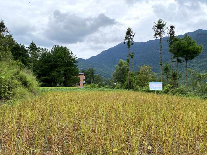 习水县程寨镇罗汉寺村净作大豆小面积超高产示范基地。刁苓沙摄