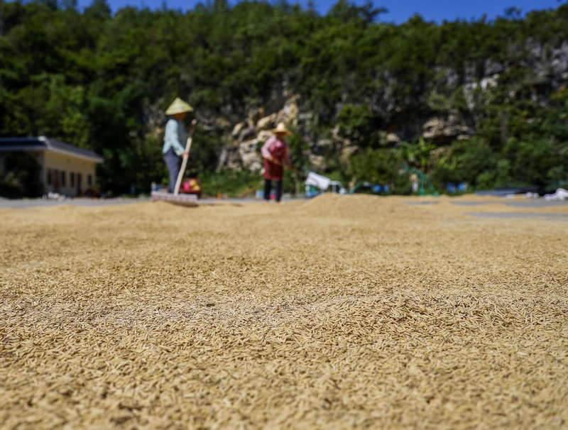 2023年8月31日，村民在贵州省黔南布依族苗族自治州罗甸县沫阳镇大井村晾晒稻谷。
