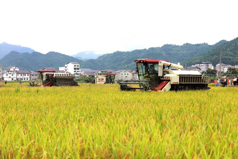 旺草鎮水稻機械化收割。王嬋娟攝
