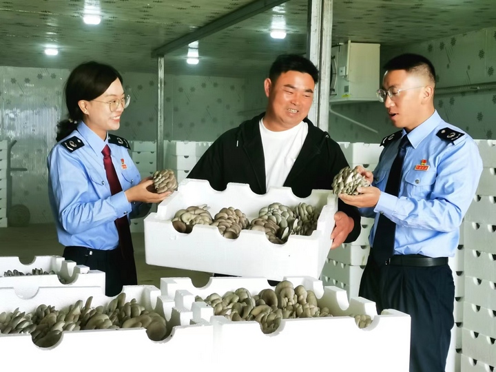 贵阳华伟公司负责人向税务人员介绍平菇保存情况。童霖摄