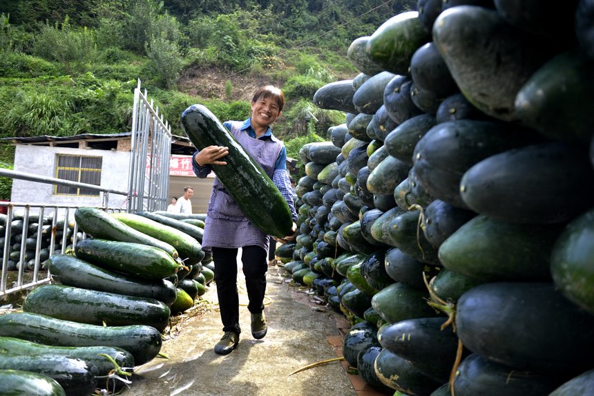 9月5日，在榕江县寨蒿镇票寨村，一名妇女在搬运收获的冬瓜。胡涛摄