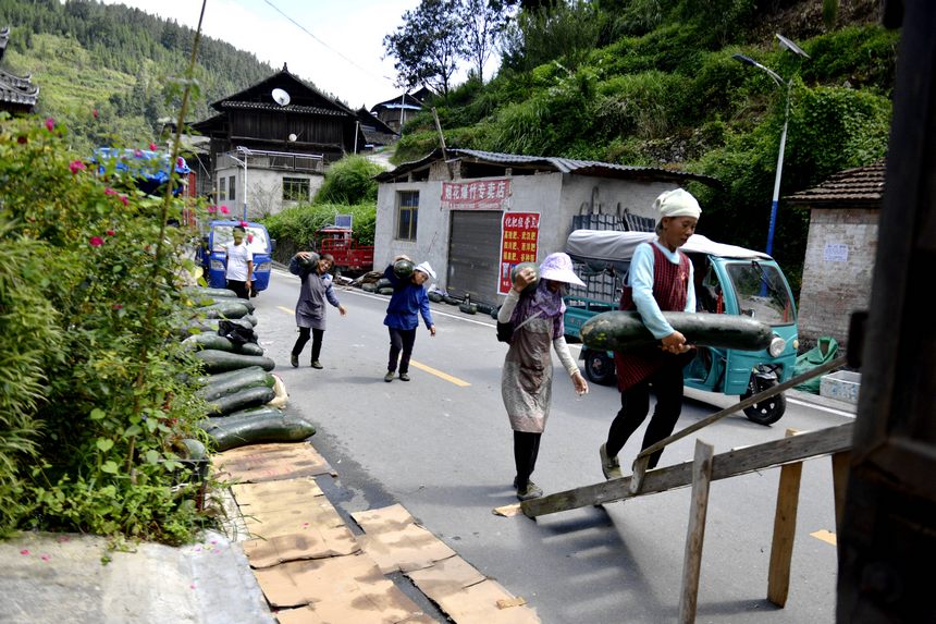 9月5日，在榕江县寨蒿镇票寨村，几名妇女在搬运收获的冬瓜。胡涛摄