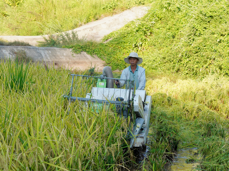 9月4日，机手在石阡县大沙坝乡关刀土村收割水稻。夏磊摄