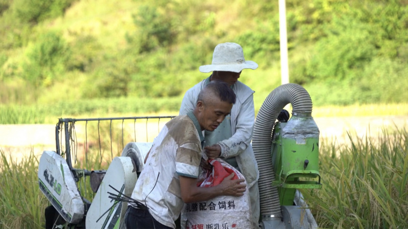 9月4日，机手在石阡县大沙坝乡关刀土村收割水稻。夏磊摄
