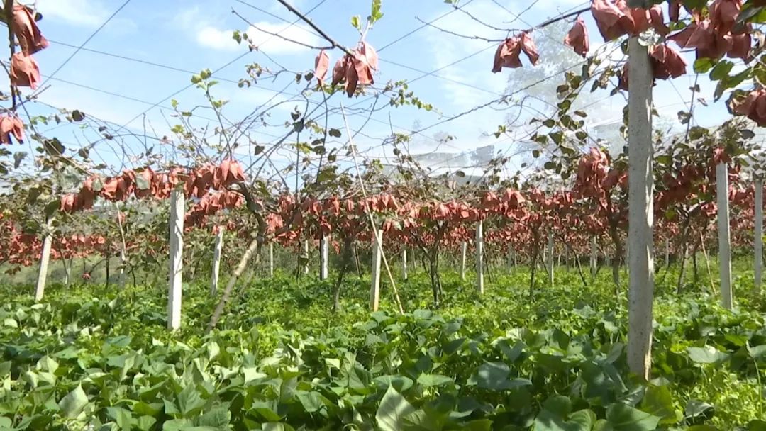 鐘山區青林鄉600余畝獼猴桃陸續成熟。