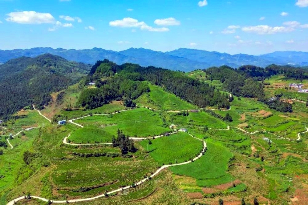 雲中茶山。