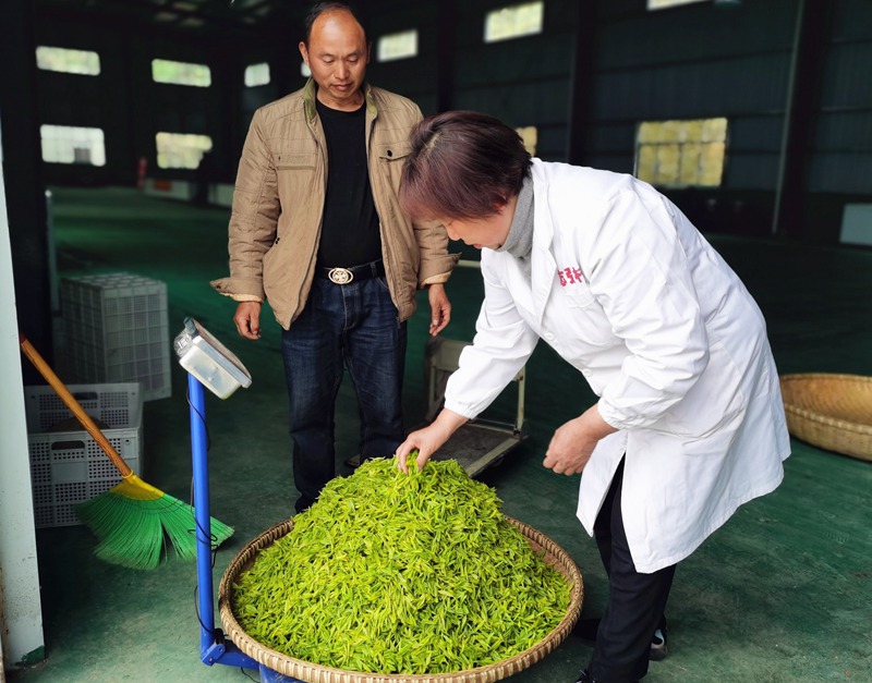 返租倒包促進農戶持續穩定增收。