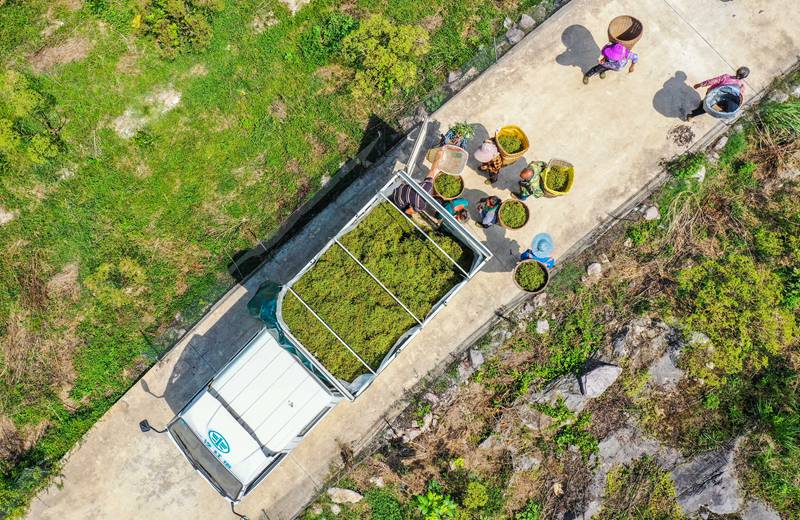 村民在务川县大坪街道甘禾社区吴茱萸种植基地等待装运吴茱萸。徐飞摄
