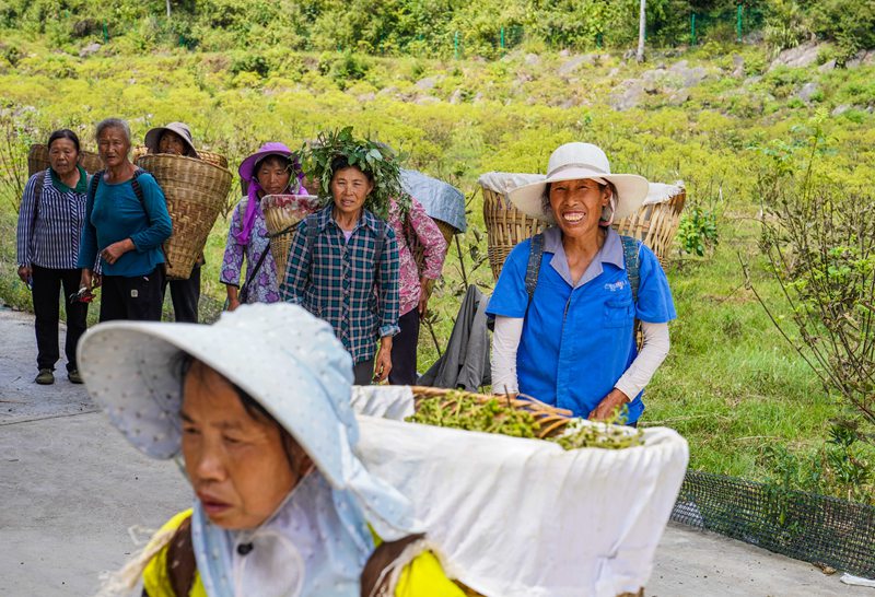 村民在务川县大坪街道甘禾社区吴茱萸种植基地等待装运吴茱萸。徐飞摄