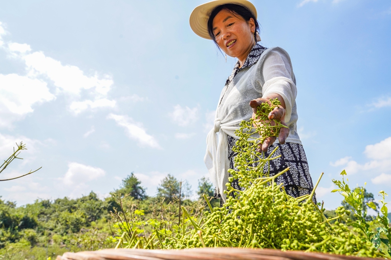 村民在务川县大坪街道甘禾社区吴茱萸种植基地劳作。徐飞摄