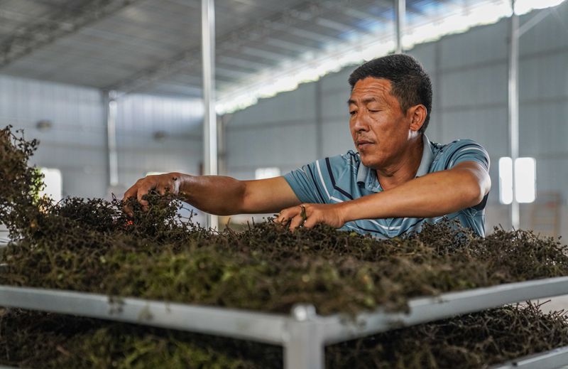 村民在务川县大坪街道吴茱萸烘干厂里查看吴茱萸烘干后的质量。徐飞摄