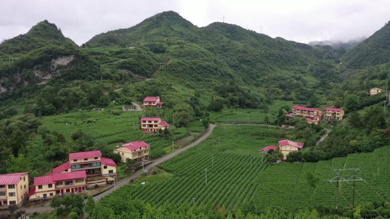 7、种植基地。