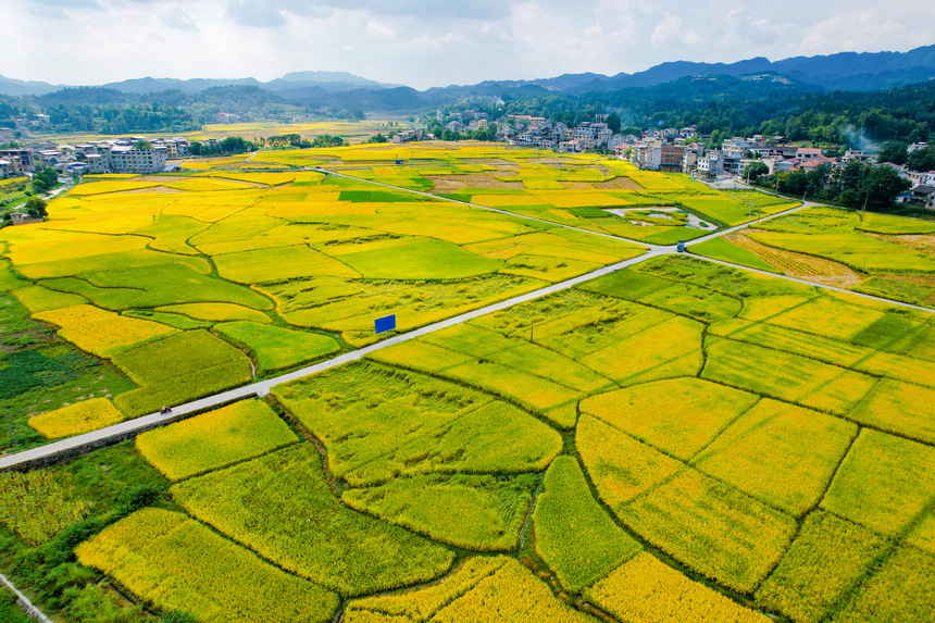 金黄的稻田与青山、民房相映成趣，构成一幅美丽的“丰”景图画。