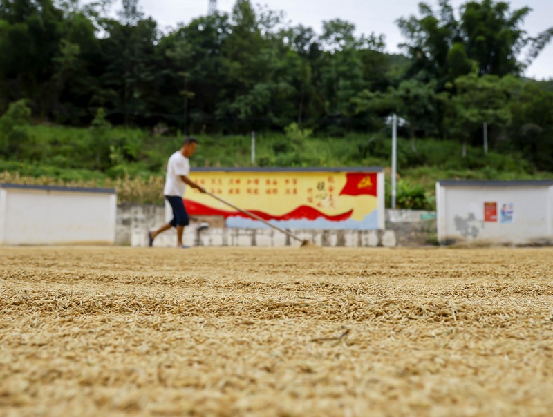 2023年9月3日，村民在贵州省黔南布依族苗族自治州罗甸县沫阳镇罗沟村的篮球场晾晒稻谷。