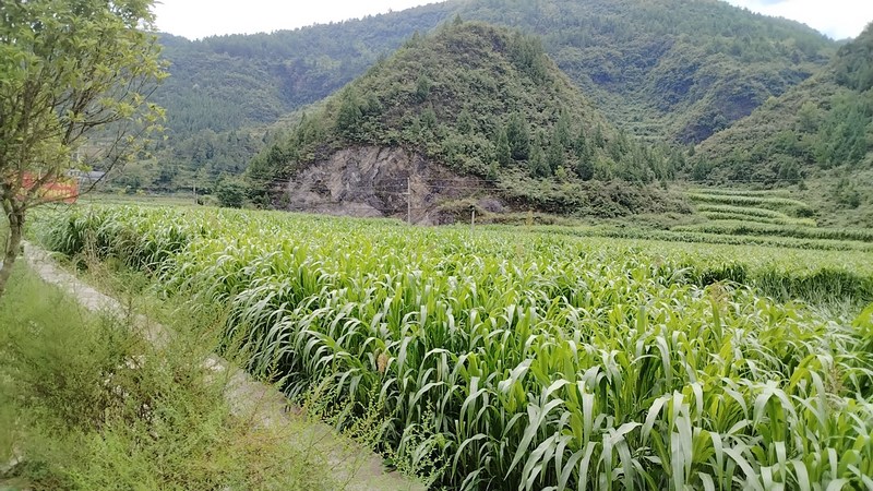 甜高粱种植基地.jpg