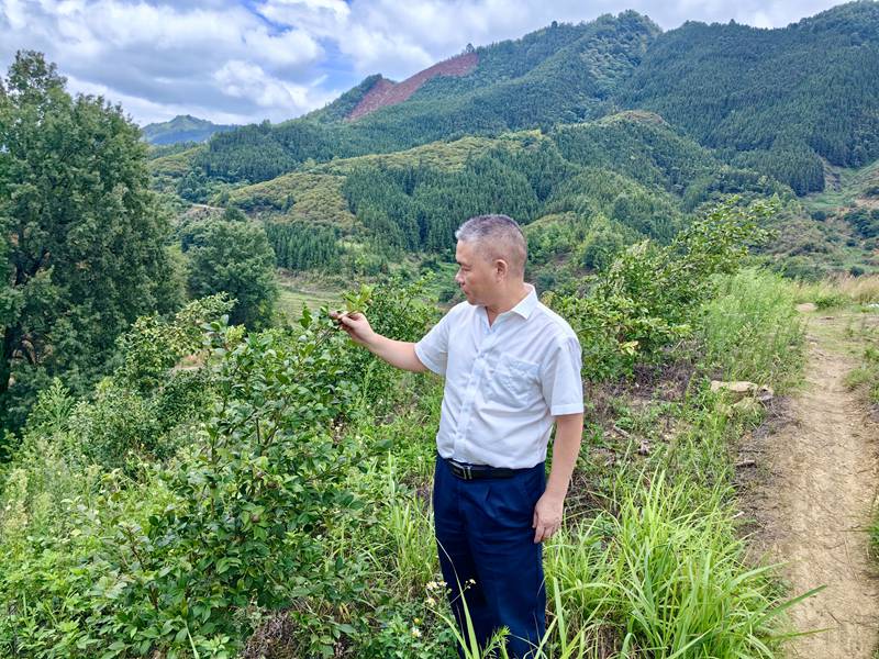 工行兴义册亨支行走访册亨县油茶果种植基地。