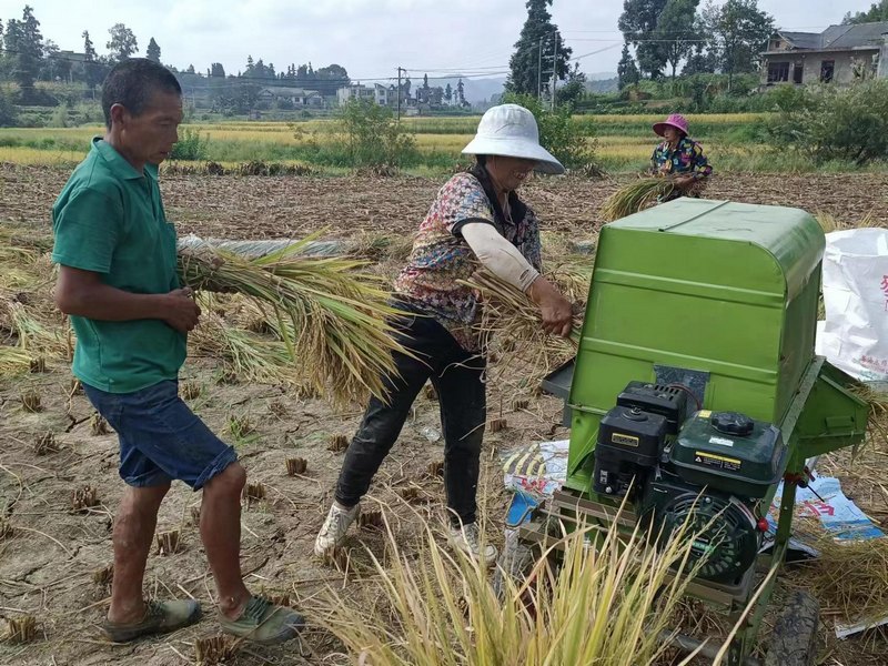 村民们正在收水稻。