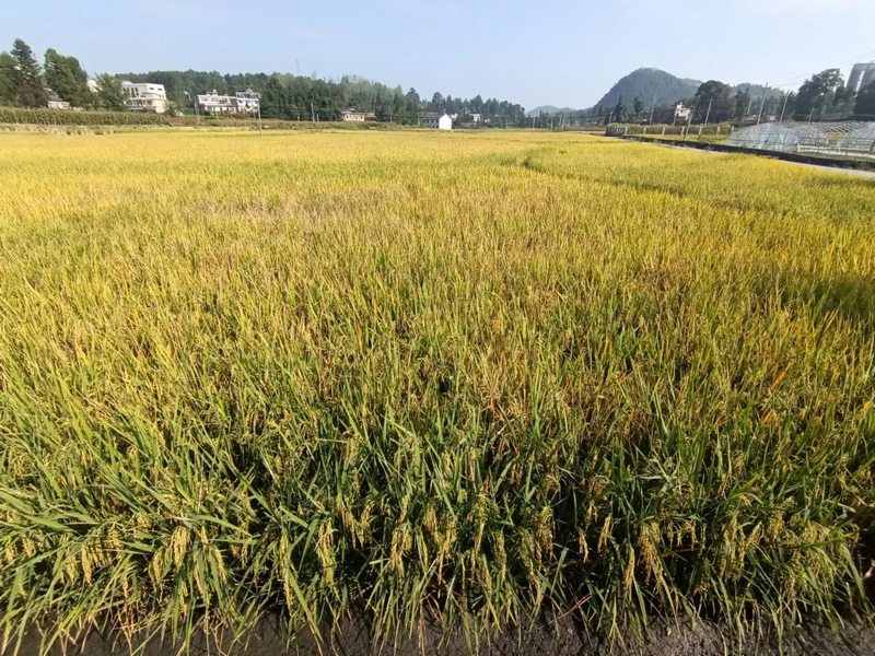 大元坝区连片的水稻。