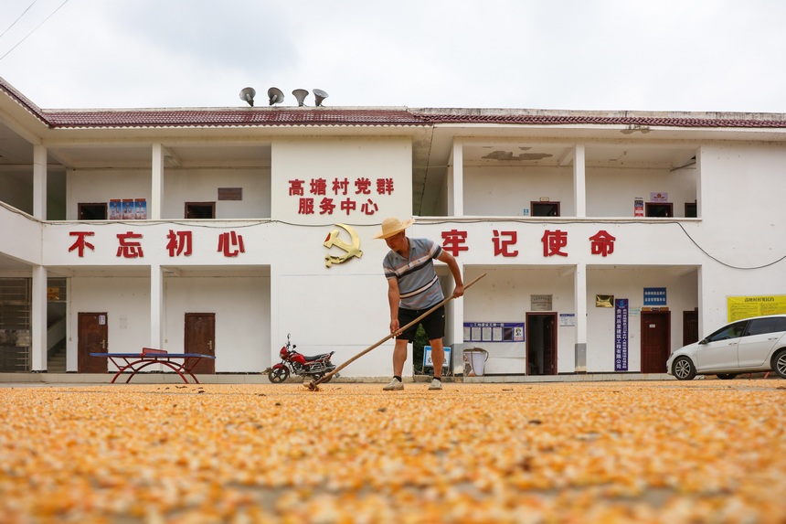 2023年9月6日，村民在贵州省黔东南苗族侗族自治州施秉县杨柳塘镇高塘村晾晒玉米。